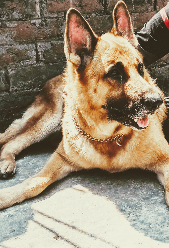 How To Keep Your Dog Safe During Covid-19